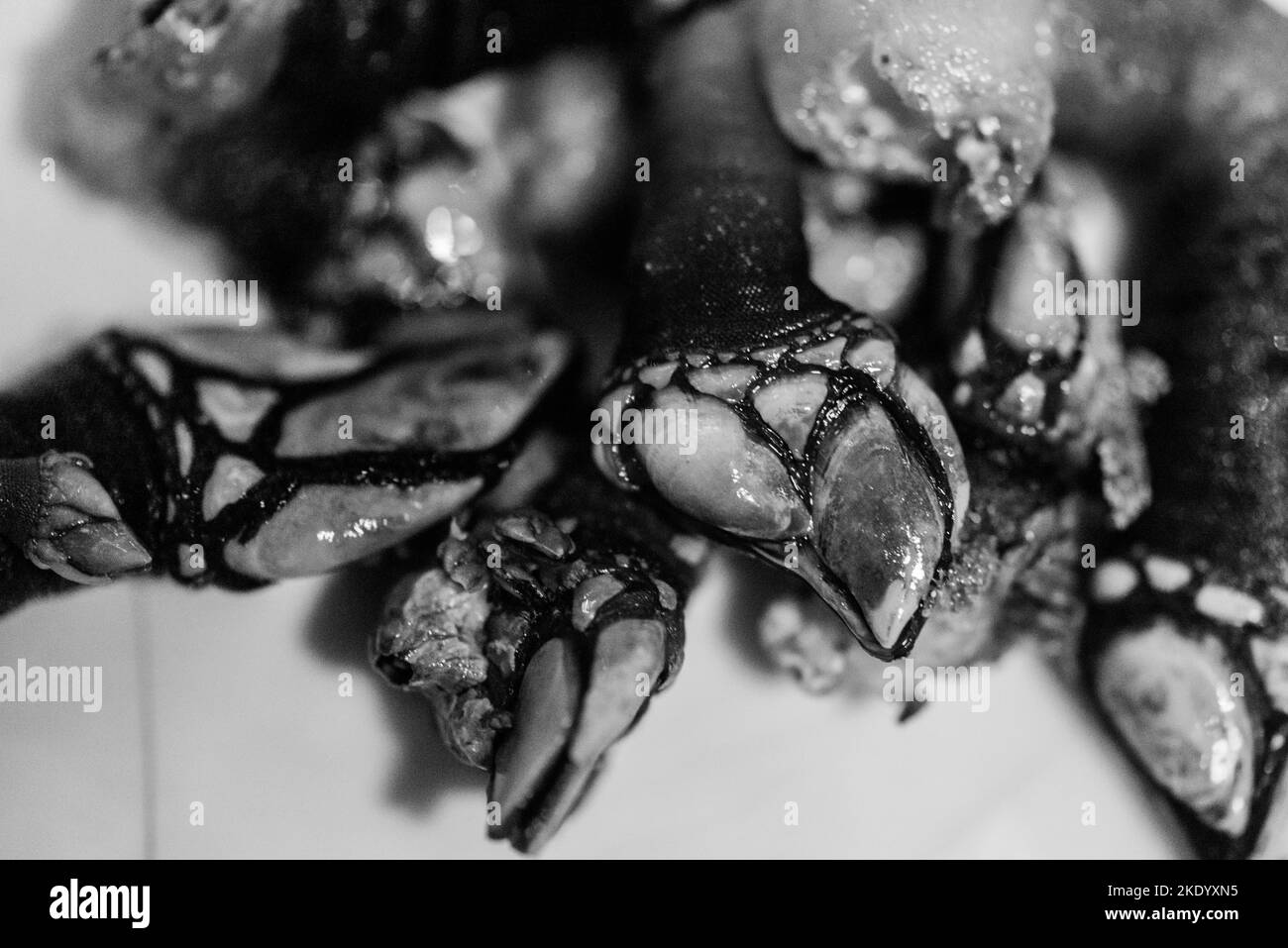 Close up macro of Percebes or goose neck barnacle seafood in monochrome, also known as Lucifer's Fingers Stock Photo