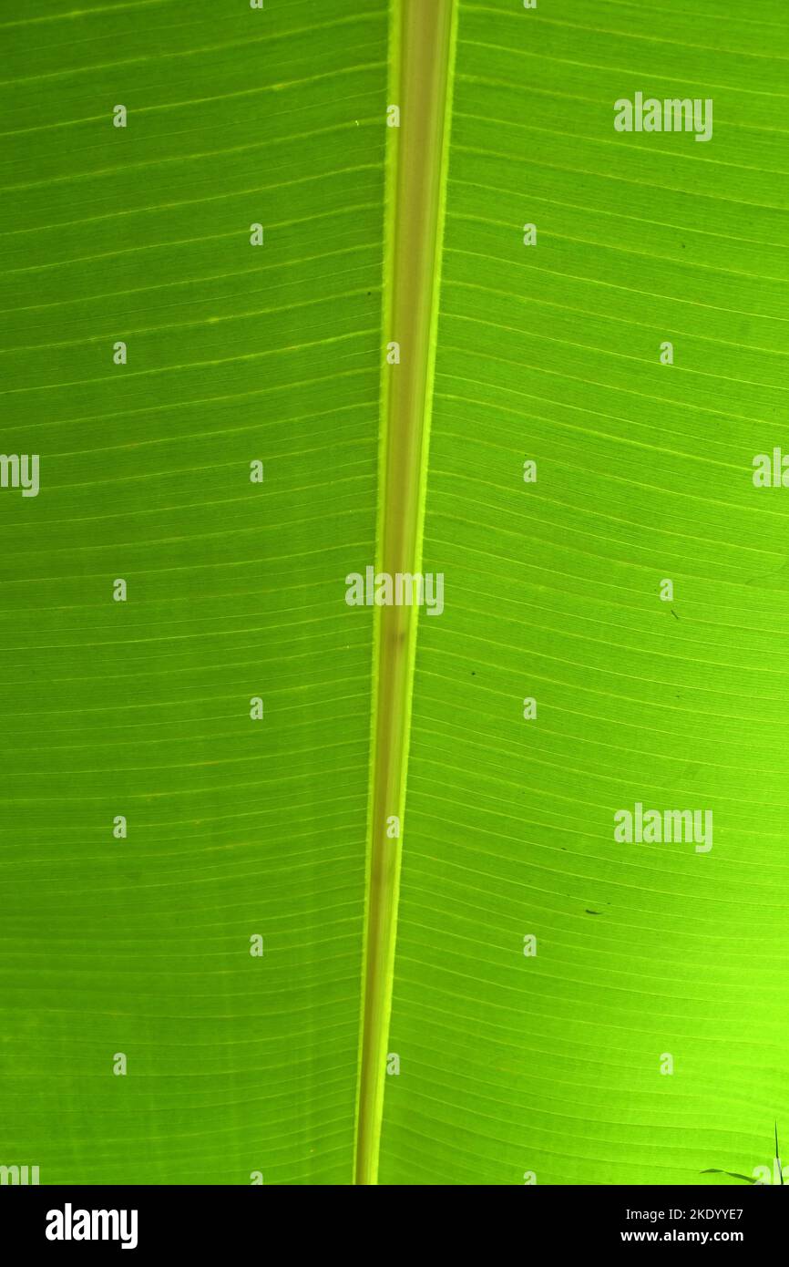 Banana leaf closeup Stock Photo