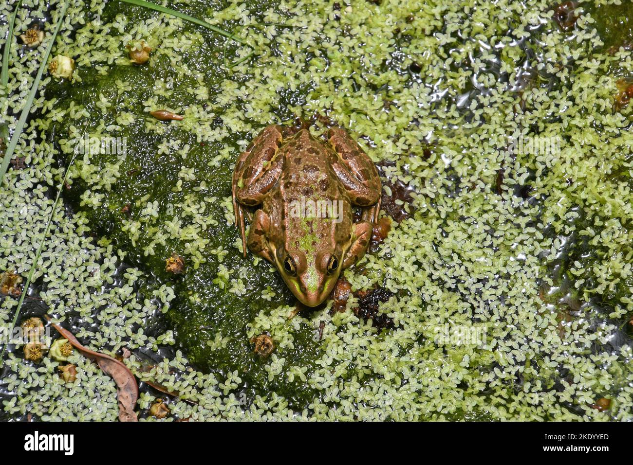 Levant water frog, view from above Stock Photo