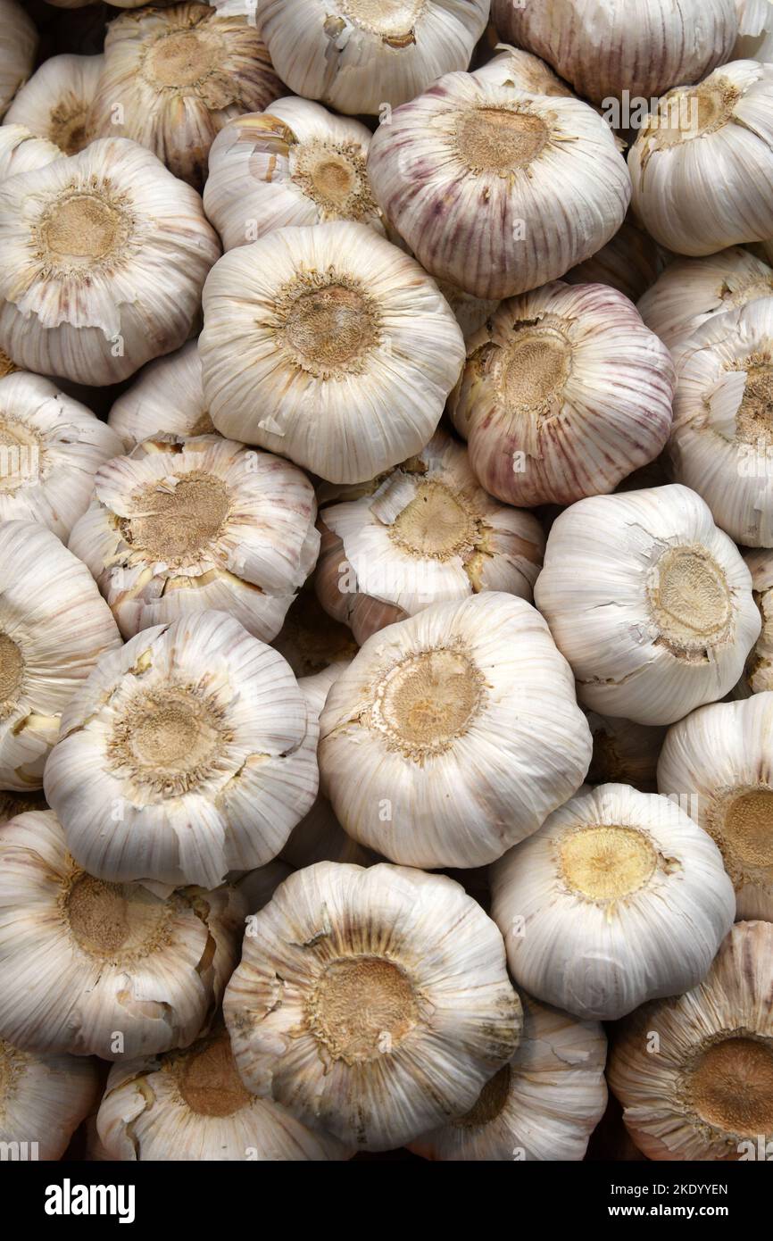 Garlic head pile Stock Photo Alamy