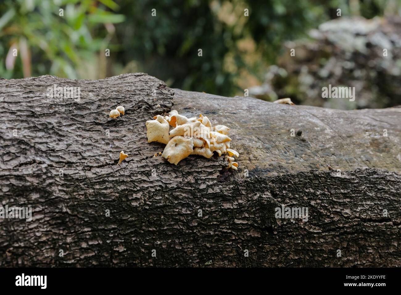 A closeup of wild fungi grown on a tree bark Stock Photo - Alamy