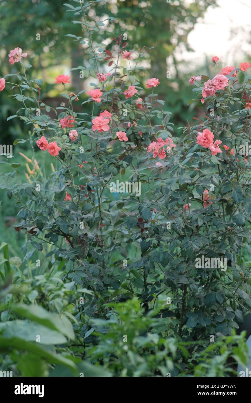 A vertical shot of pink roses growing in a garden Stock Photo - Alamy