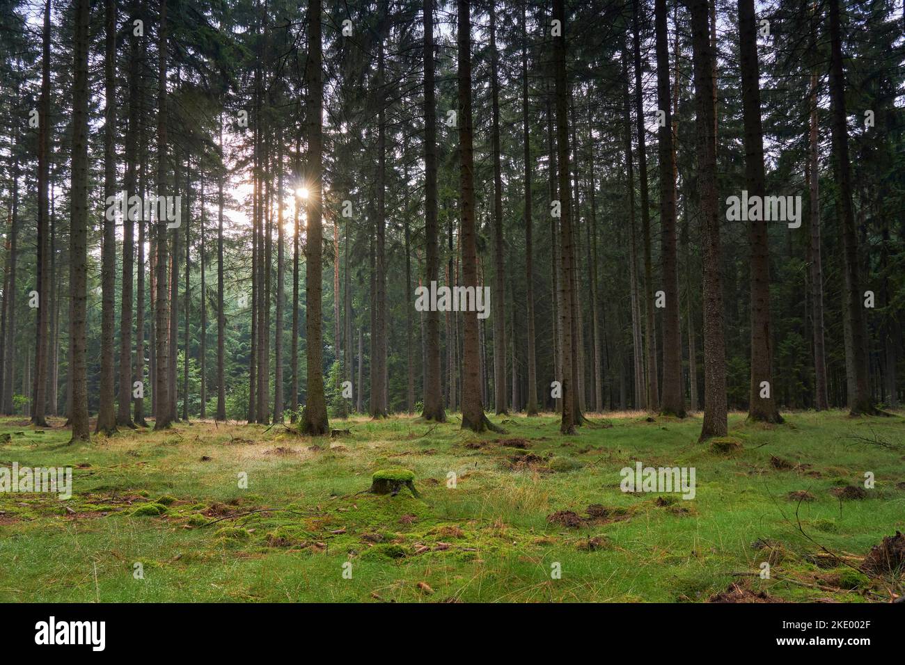 A beautiful shot of the sun shining through thin trees in a forest ...