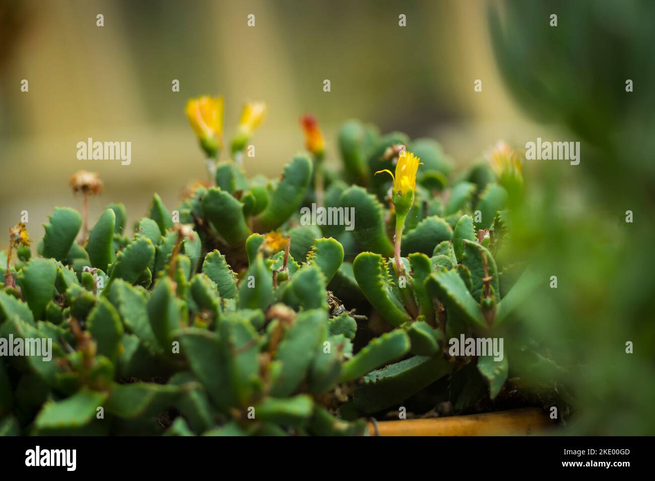 A selective focus of a flowering tiger jaw (faucaria tigrina) cactus Stock Photo