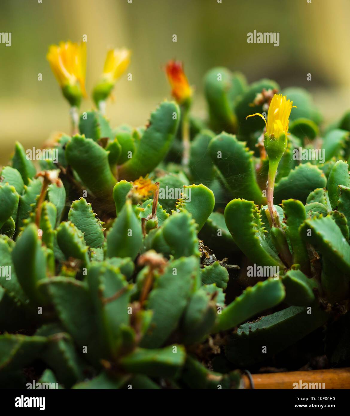 A selective focus closeup of a flowering tiger jaw (faucaria tigrina) cactus Stock Photo