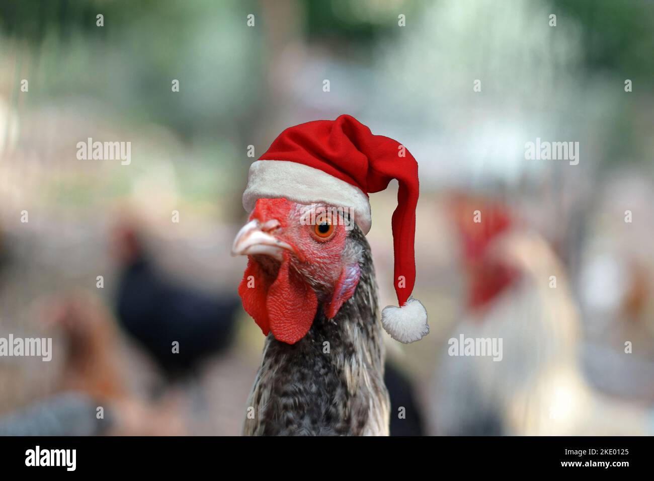Hen with Santa Claus hat.Hen with red and white hat on her head. Christmas hen. Stock Photo