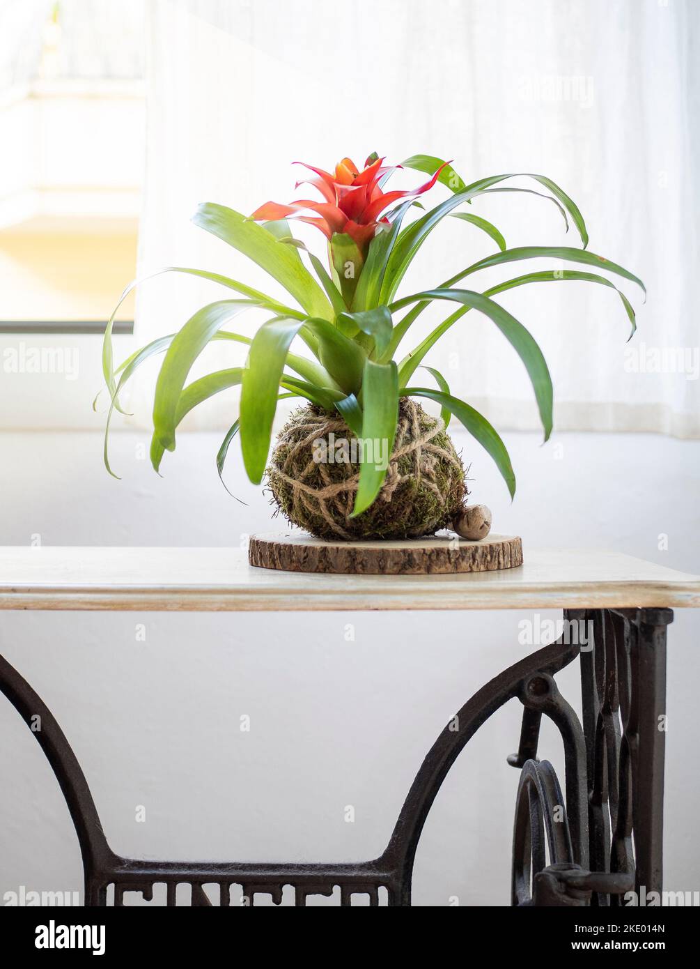 kokedama traditional Japanese plant with moss and coconut fiber that