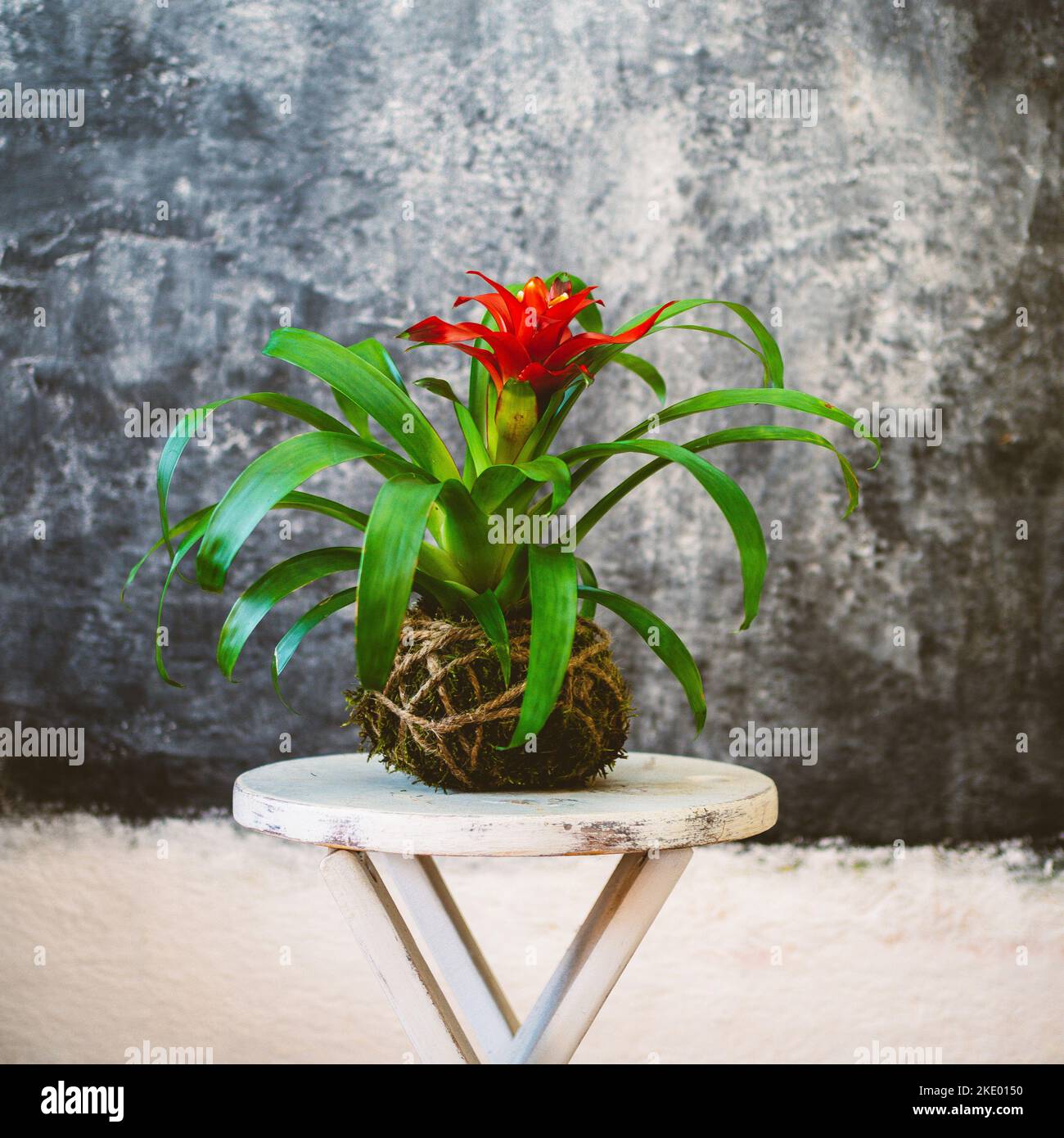 kokedama traditional Japanese plant with moss and coconut fiber that