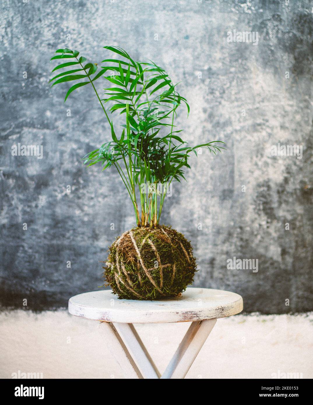 Kokedama hi-res stock photography and images - Alamy