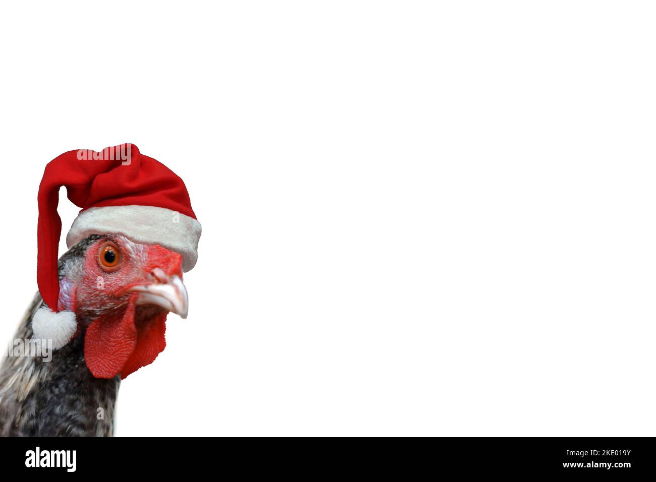 Hen with Santa Claus hat isolated on white.Hen with red and white hat on her head. Christmas hen. Stock Photo