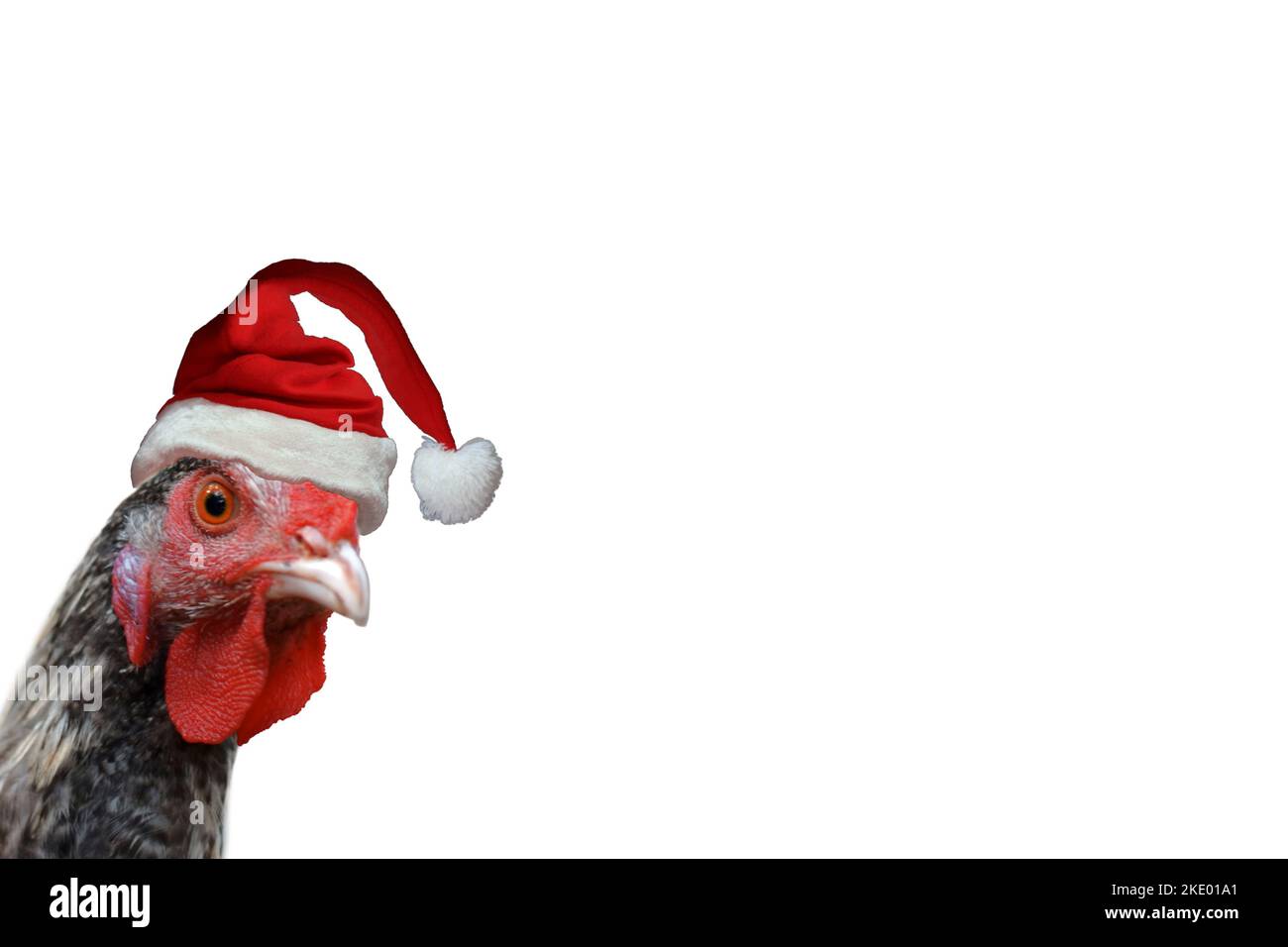 Hen with Santa Claus hat isolated on white.Hen with red and white hat on her head. Christmas hen. Stock Photo