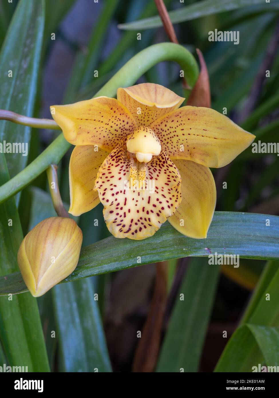 Closeup view of fresh yellow and brown flower and bud of cymbidium orchid hybrid blooming outdoors in garden Stock Photo