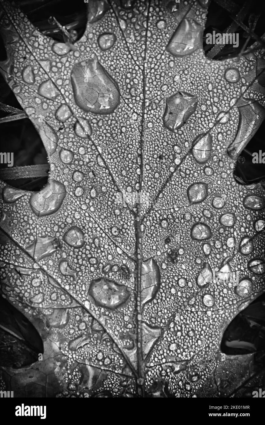 Water Drops on Fallen Leaf Stock Photo