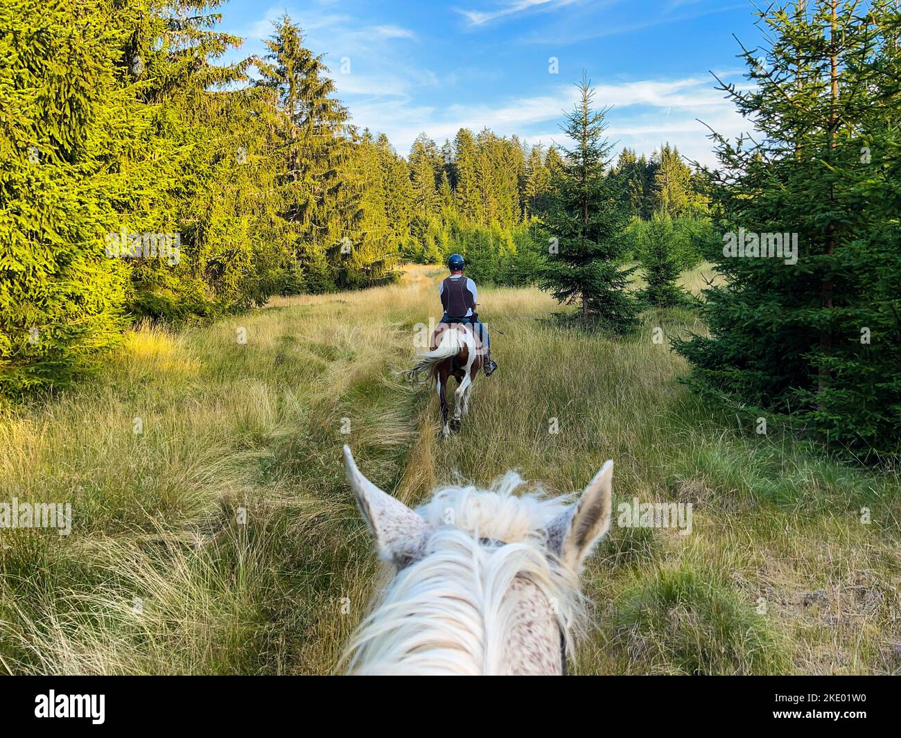 A green meadows view from the top of a white horse with fir trees and ...