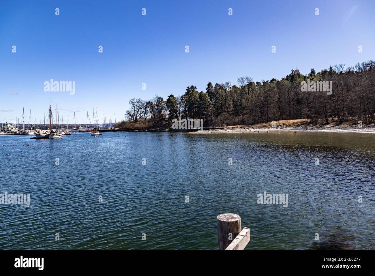 The forest on the shore of a lake Stock Photo - Alamy