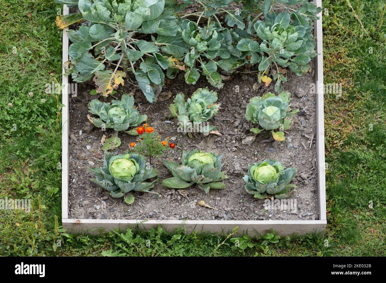 Raised Beds of Cultivated Cabbages in Kitchen Garden or Vegetable ...