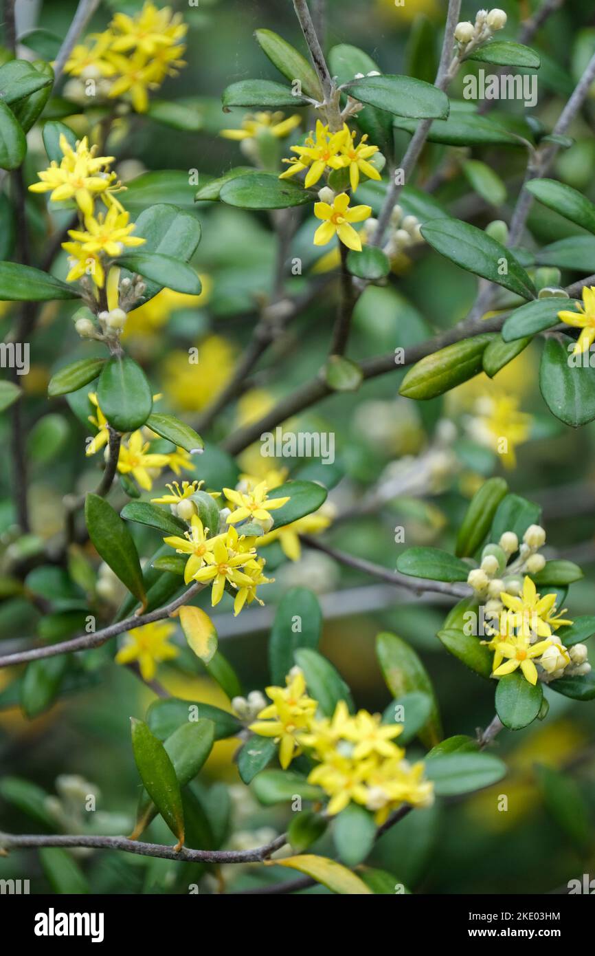 Corokia × virgata Yellow Wonder, Corokia Yellow Wonder. Evergreen shrub yellow, fragrant, star-shaped flowers Stock Photo