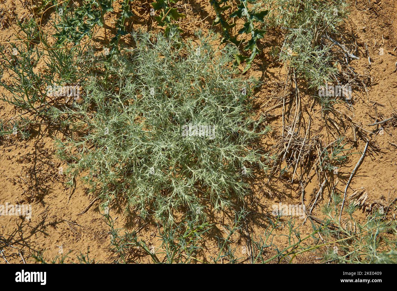 Artemisia maritima -  European species of wormwood known as sea wormwood and old woman. It is native to France, the United Kingdom, Italy, Belgium, Ge Stock Photo
