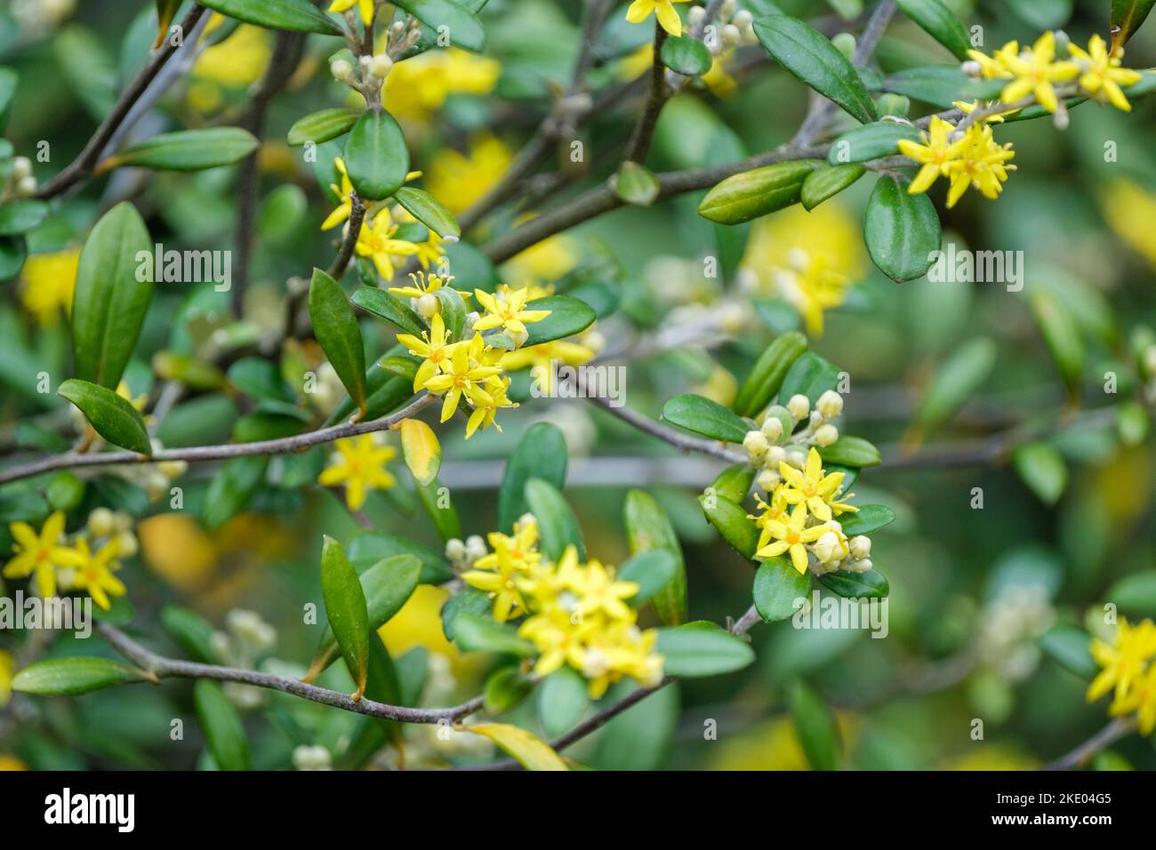 Corokia × virgata Yellow Wonder, Corokia Yellow Wonder. Evergreen shrub yellow, fragrant, star-shaped flowers Stock Photo