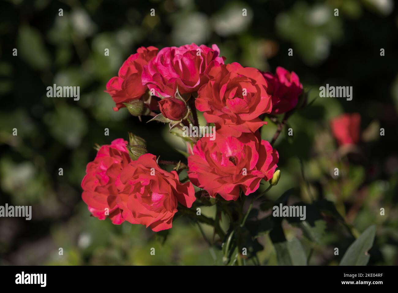 ' Leonie Lamesch ' floribunda rose variety, Rosa rugosa , red rose ...