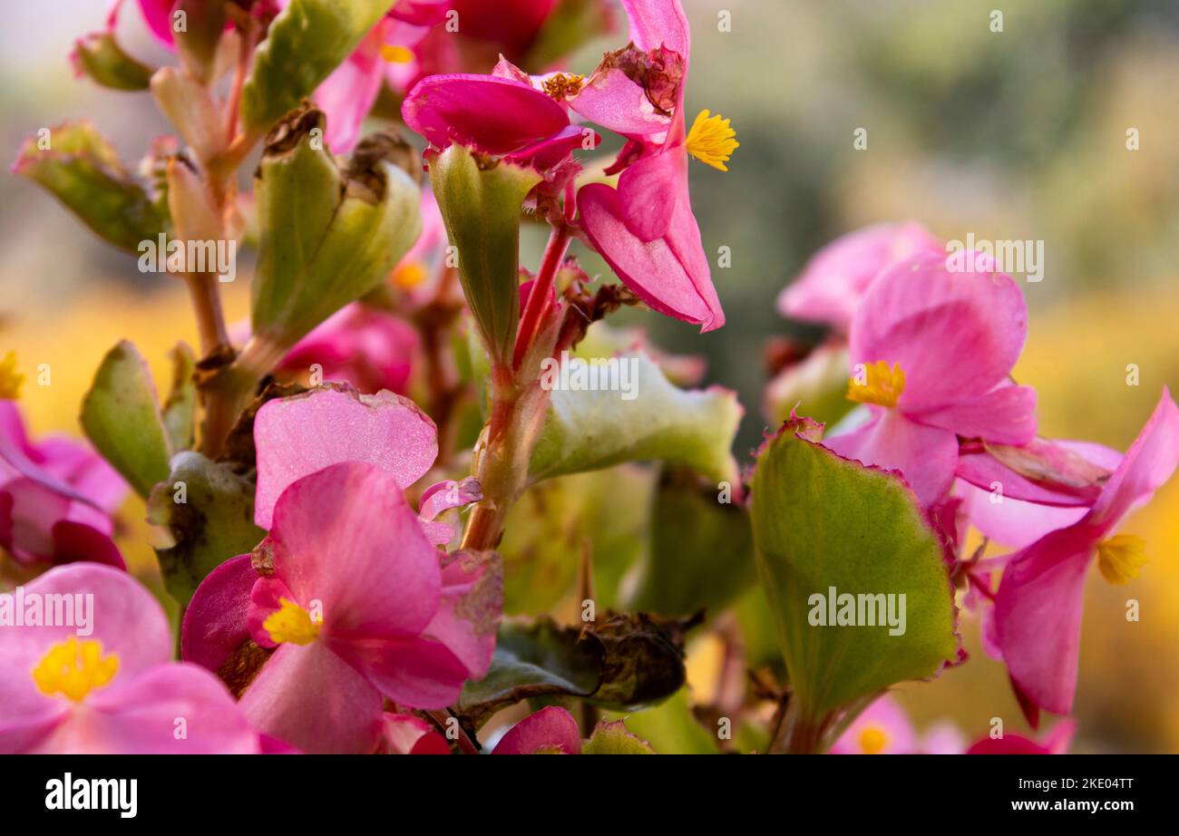 Begonia , Pink begonia Stock Photo - Alamy