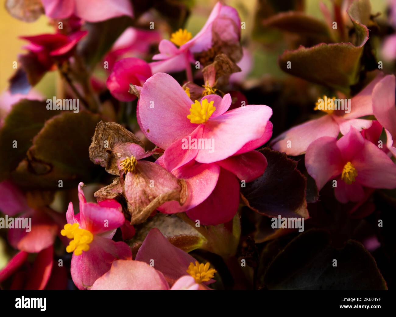 Begonia , Pink begonia Stock Photo - Alamy