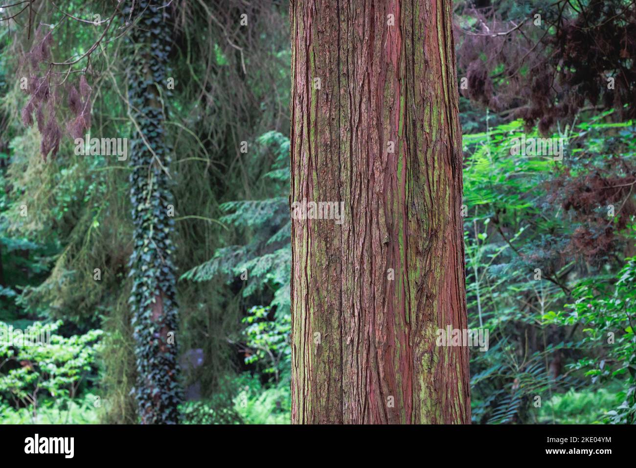 Bark of Chamaecyparis pisifera - Sawara cypress var. Squarrosa Stock Photo