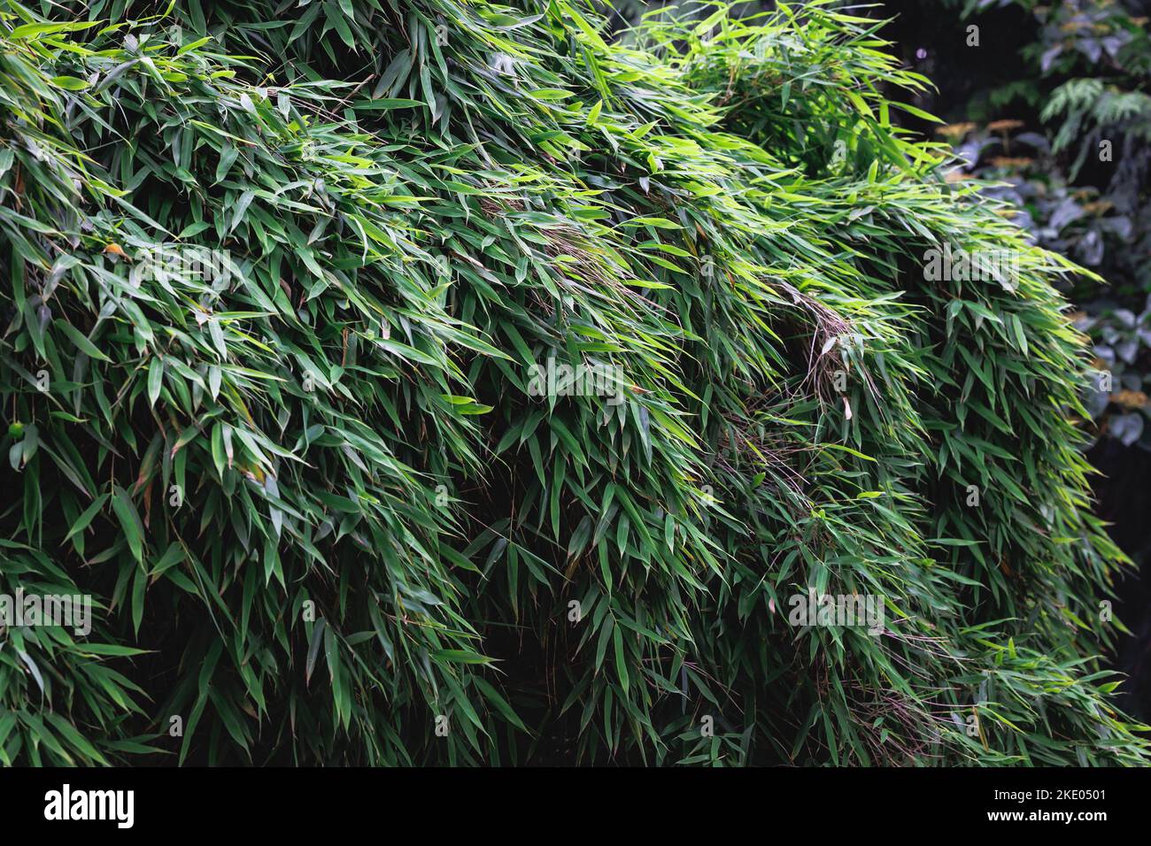 Bamboo plant leaves in the garden Stock Photo Alamy