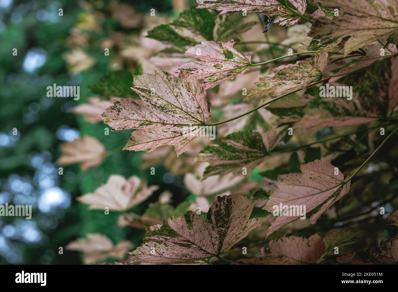 Acer pseudoplatanus - sycamore maple tree variety Nizetii Stock Photo