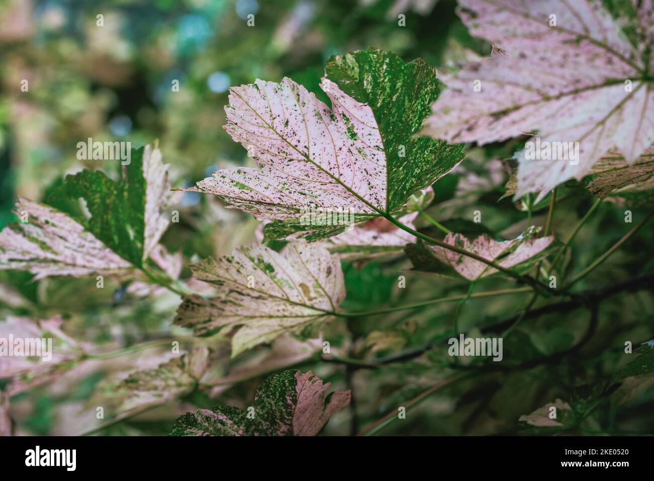 Acer pseudoplatanus - sycamore maple tree variety Nizetii Stock Photo