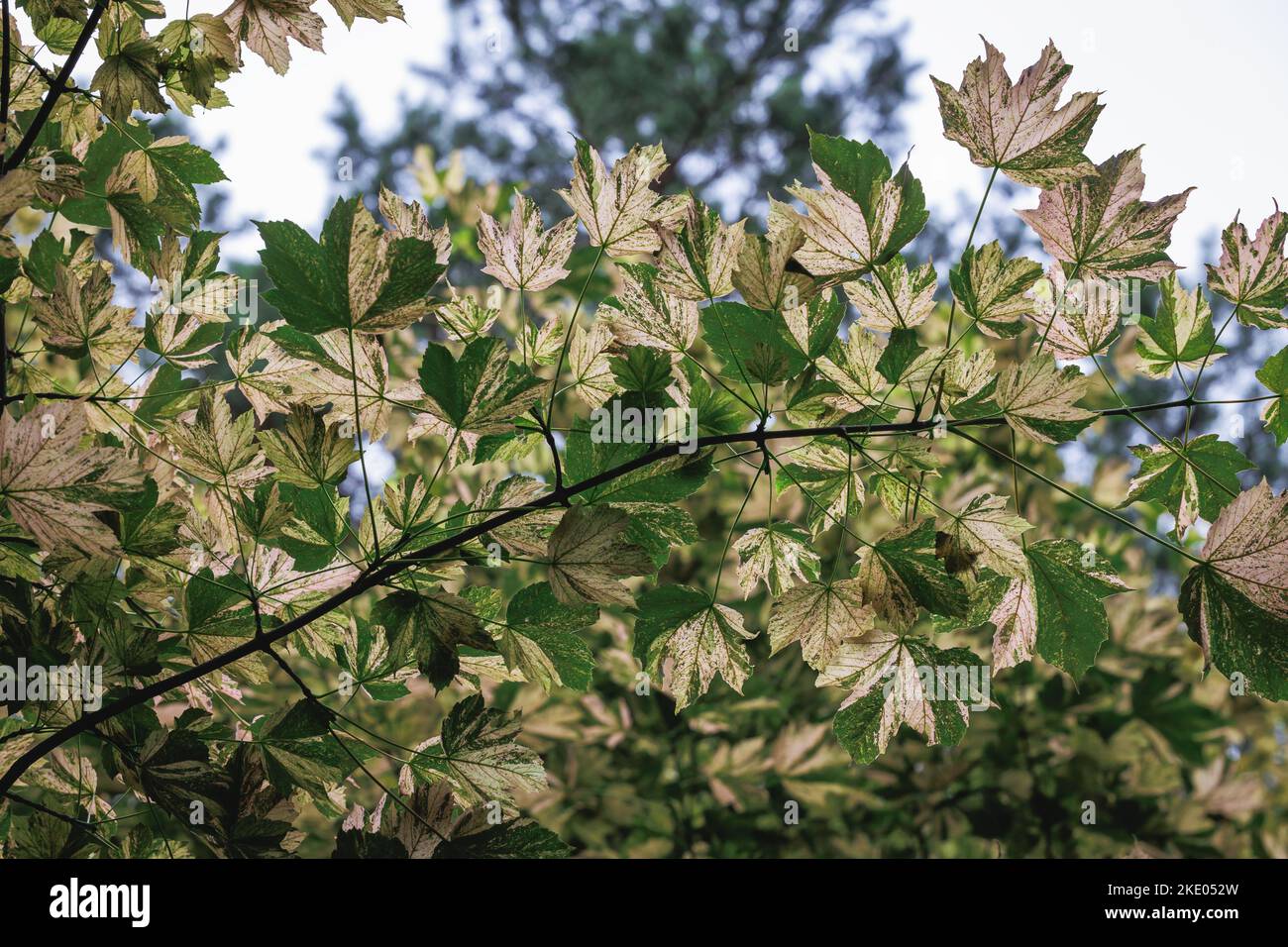 Acer pseudoplatanus - sycamore maple tree variety Nizetii Stock Photo