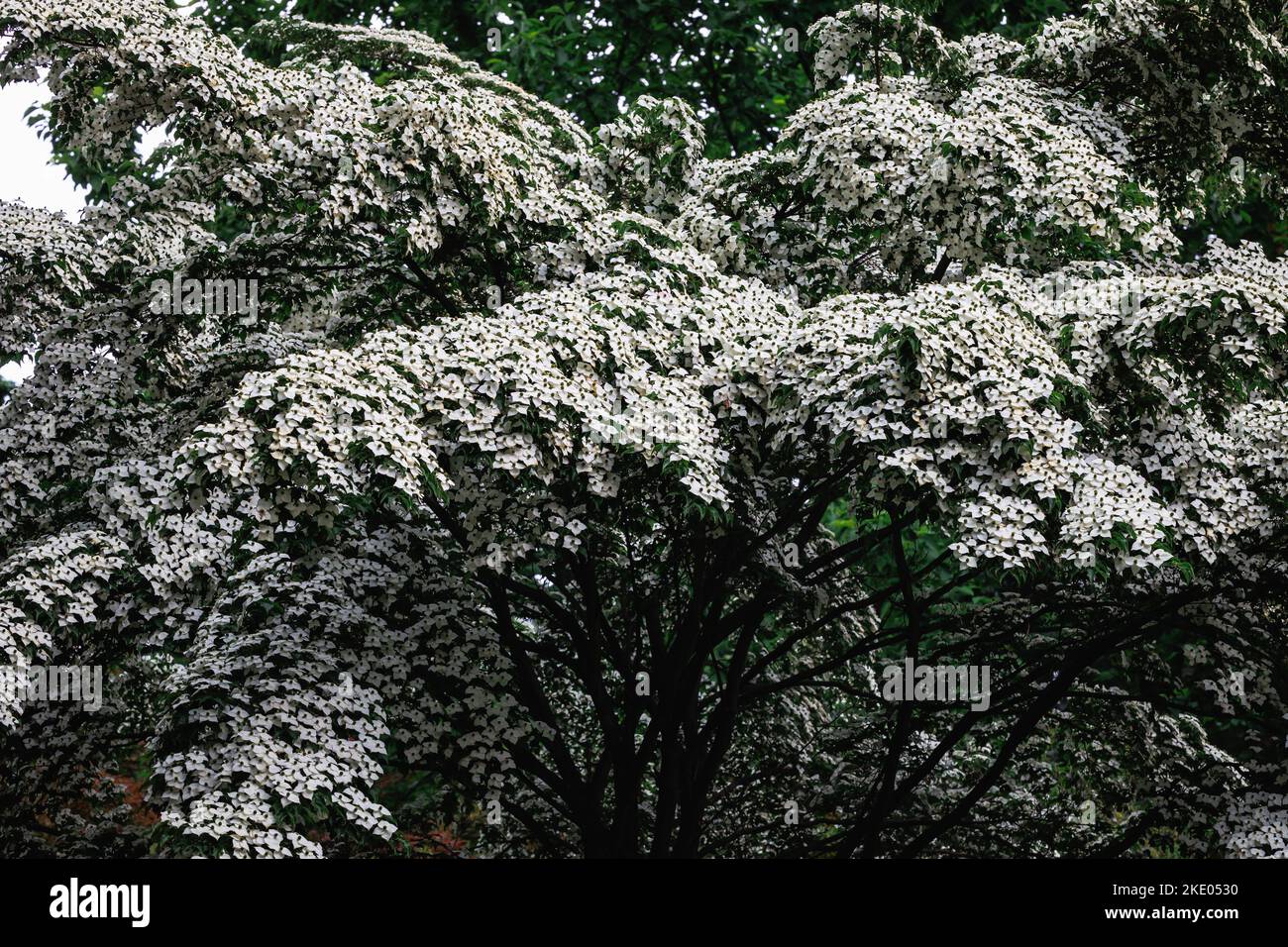 Flowers of Cornus kousa small deciduous tree Stock Photo