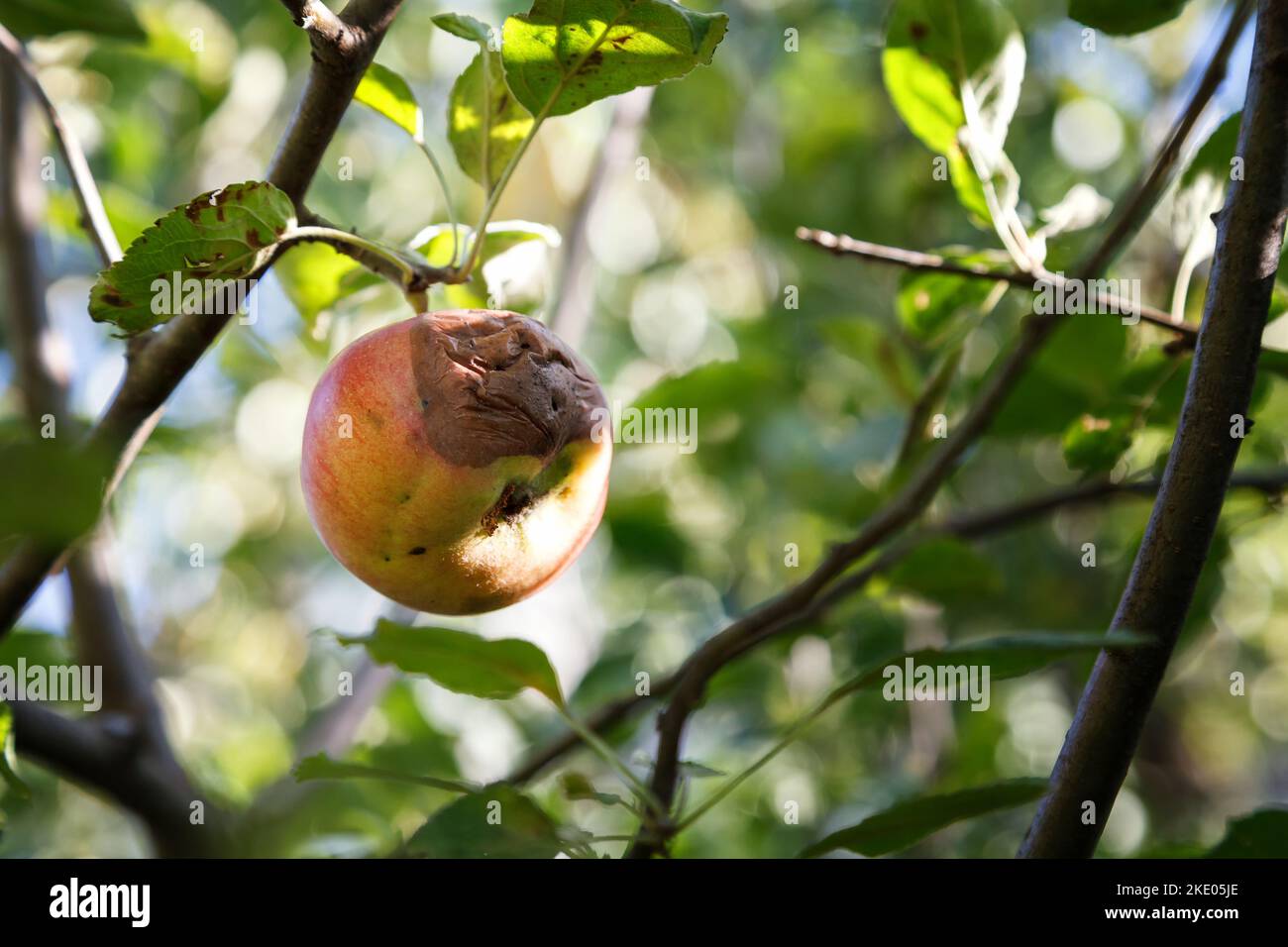 Rotten apple. Infected fruits of apples. Monilinia fructigena apple. Soft focus. Stock Photo