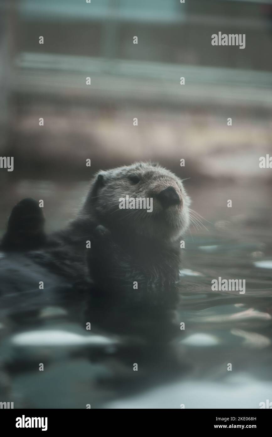 Sea otter genus hi-res stock photography and images - Alamy