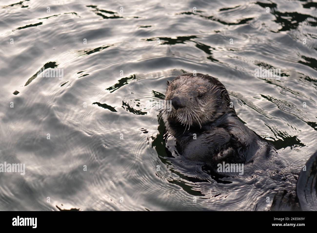 Sea otter genus hi-res stock photography and images - Alamy