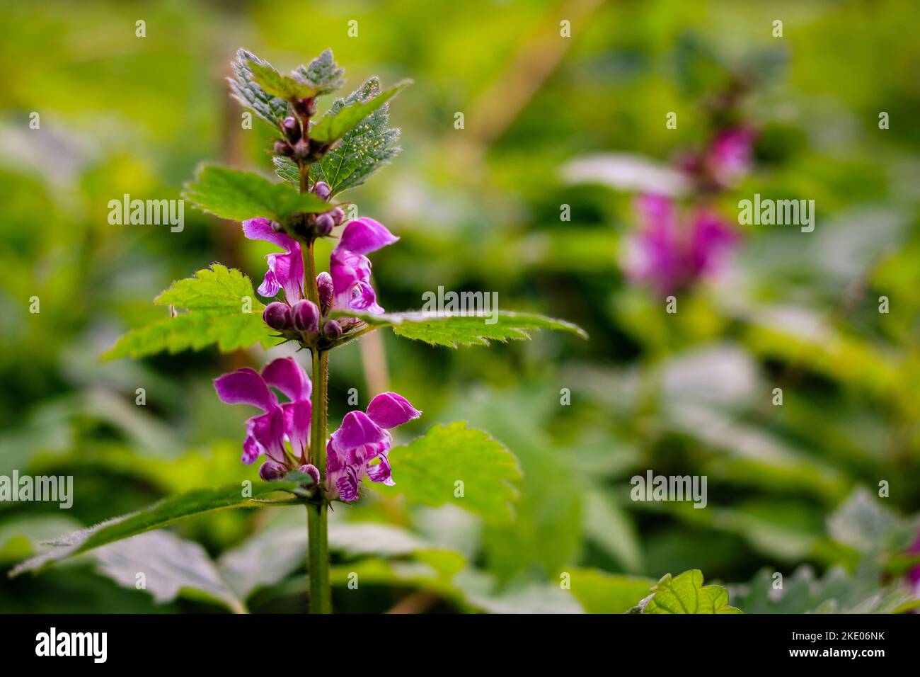 A closeup of a beautiful purple flower in an evergreen forest Stock ...