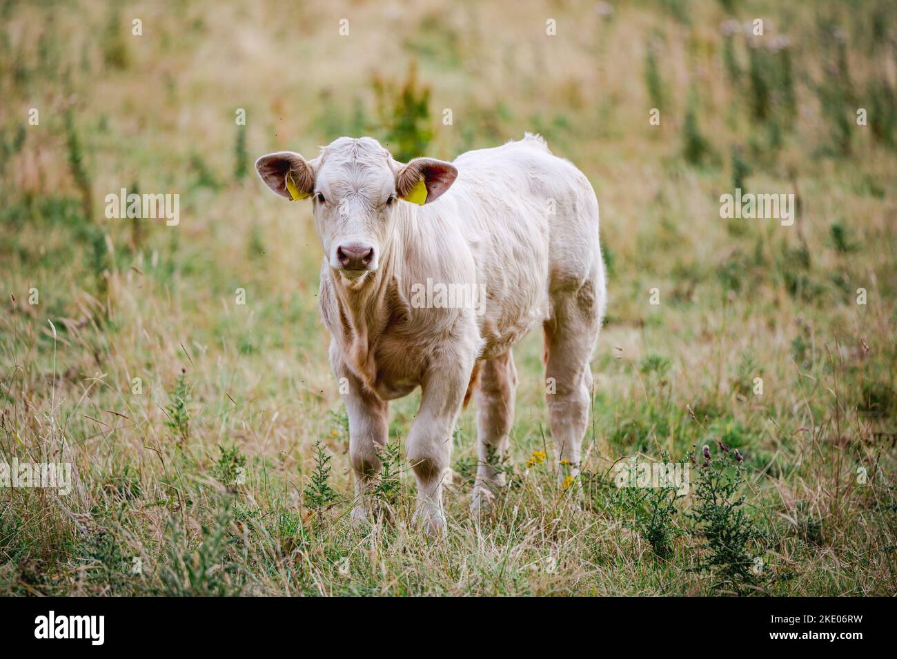 A cow grazing in a pasture Stock Photo - Alamy