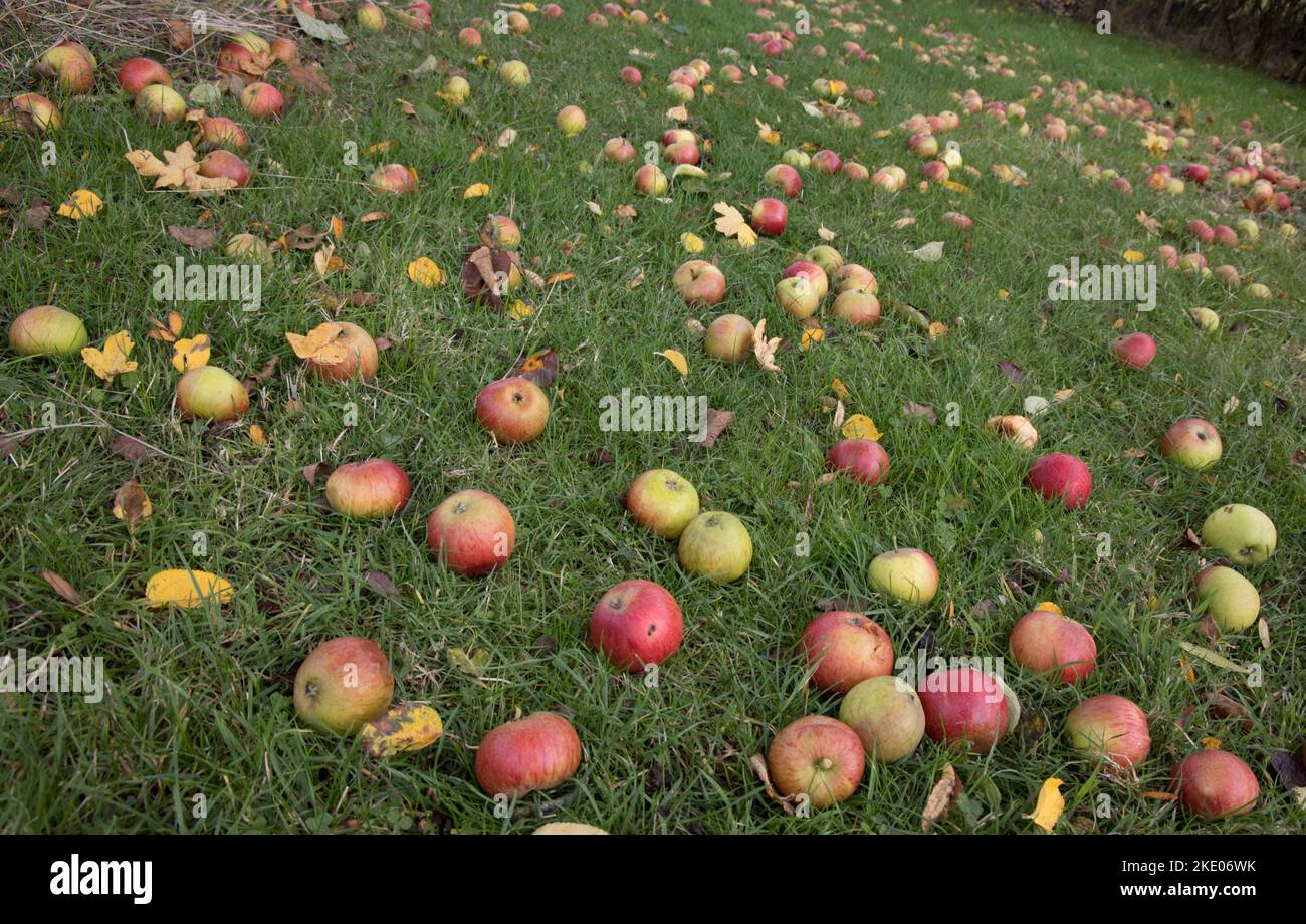 Large numbers of windfall apples on the ground indicating bumper apple crop in Sweptember 2022 Cotswolds UK Stock Photo