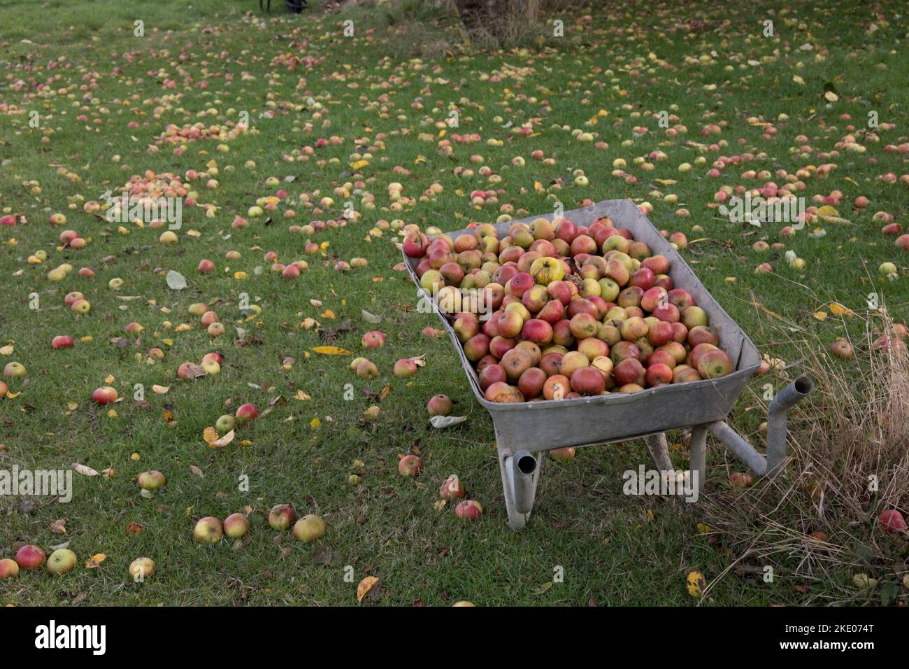 Large numbers of windfall apples on the ground indicating bumper apple crop in Sweptember 2022 Cotswolds UK Stock Photo