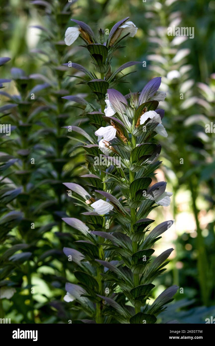 Acanthus hungaricus , Bear claw Stock Photo - Alamy