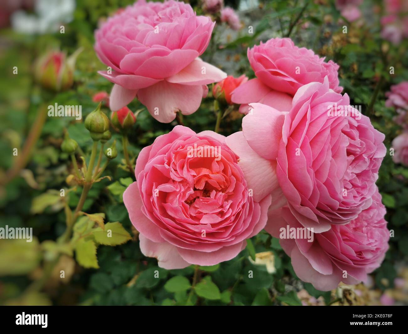 A closeup of beautiful pink roses in a garden Stock Photo - Alamy