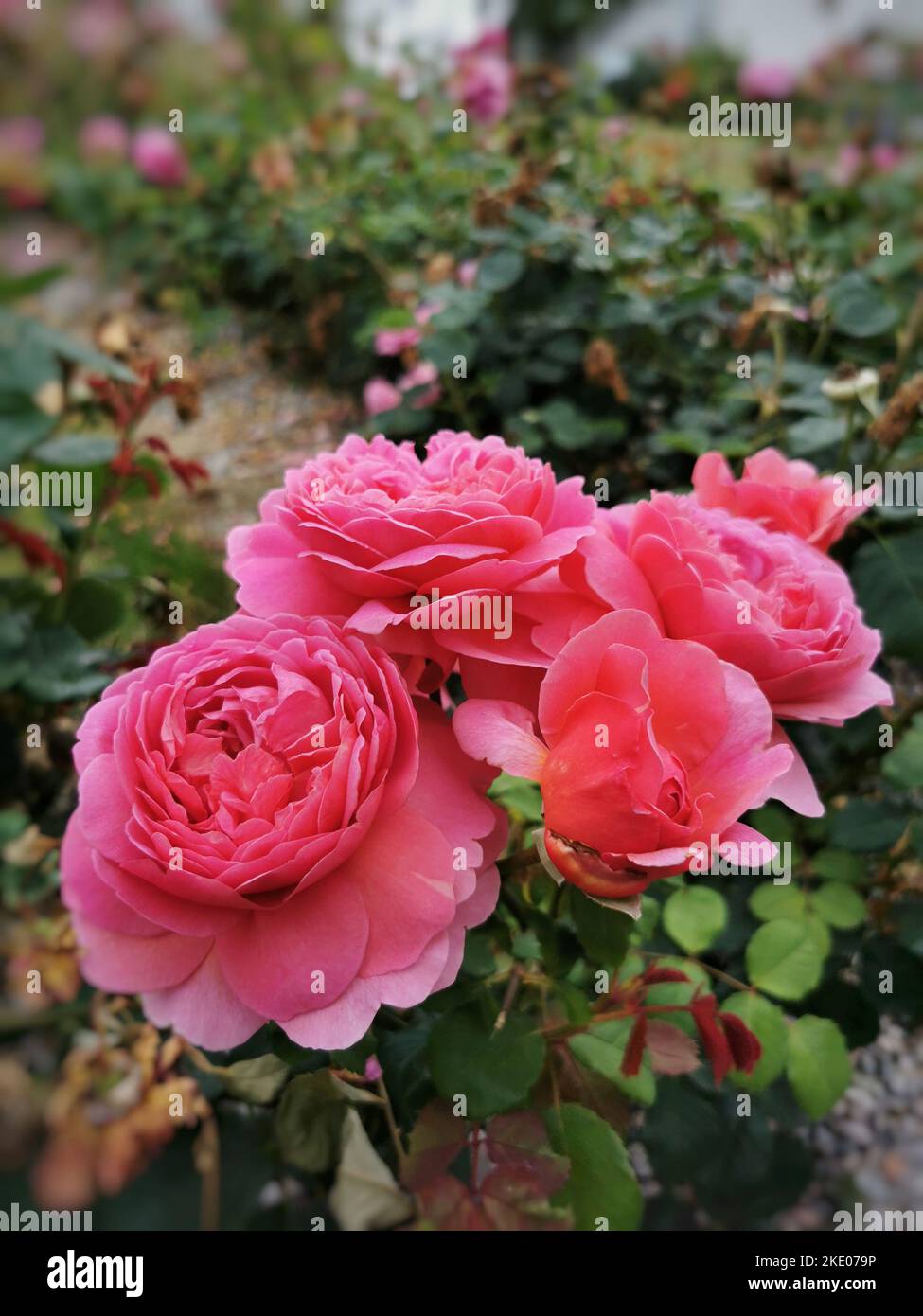 A vertical closeup of beautiful pink roses in a garden Stock Photo - Alamy