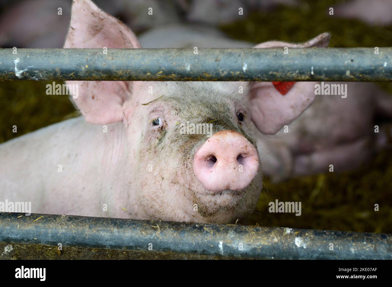 Austria, pig farming Stock Photo