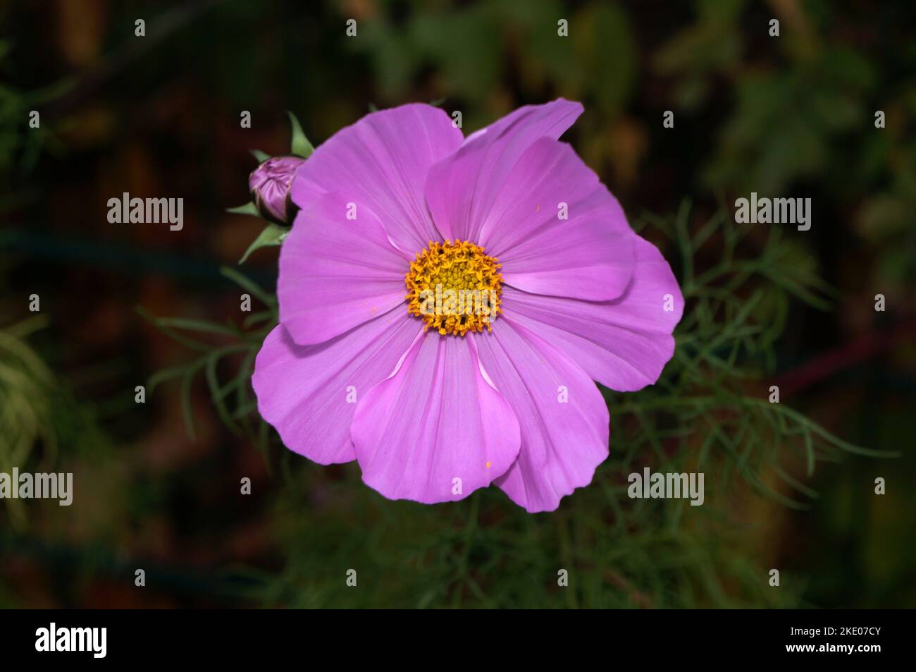 Cosmos flower in November. Stock Photo