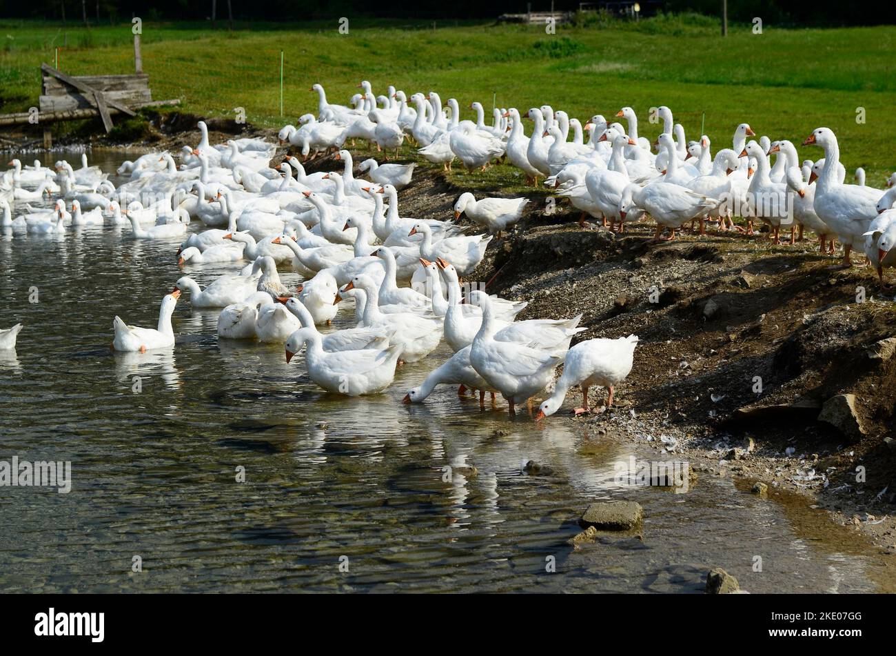 Austria, large group of white geese on pasture Stock Photo