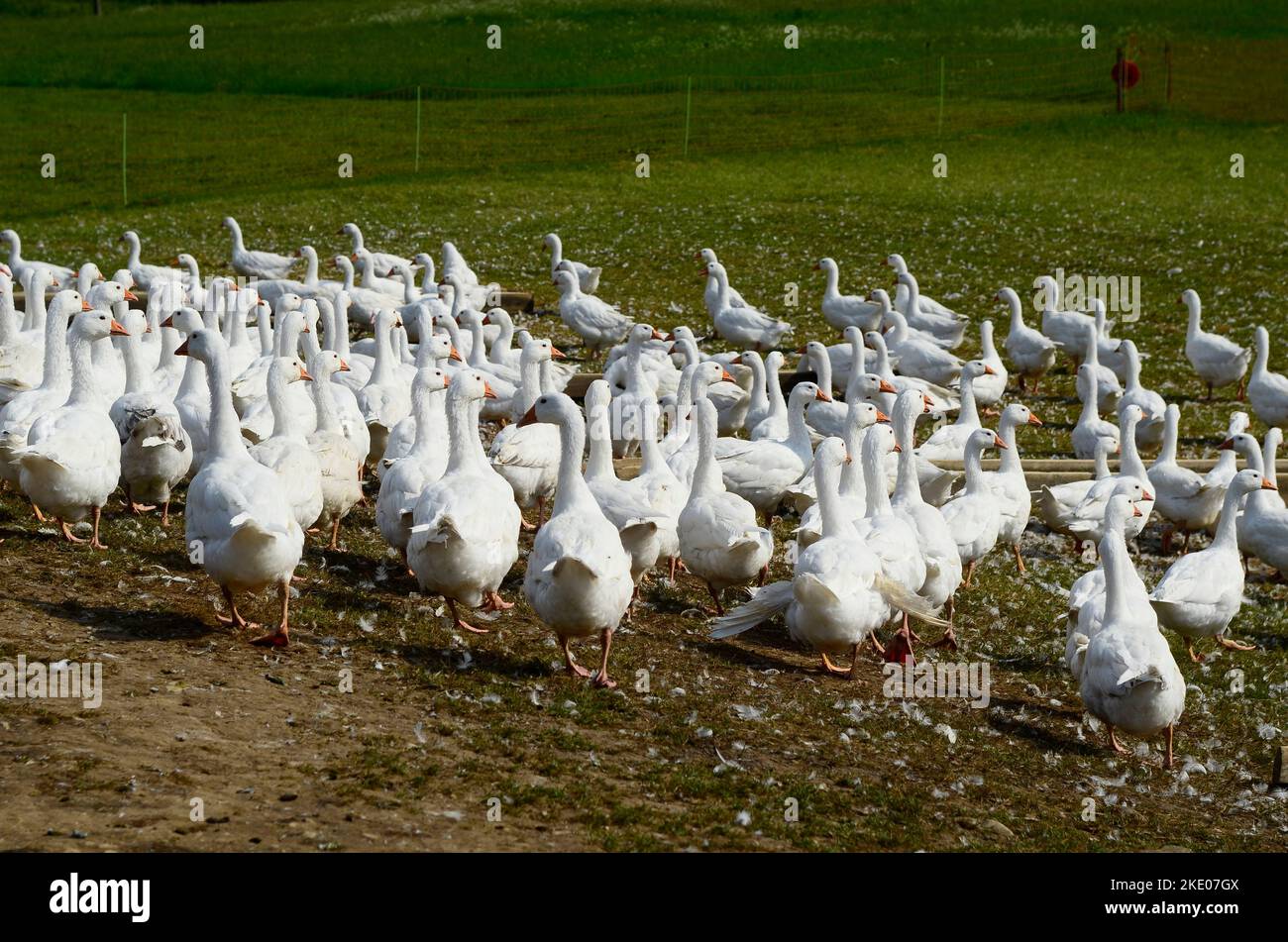 Austria, large group of white geese on pasture Stock Photo
