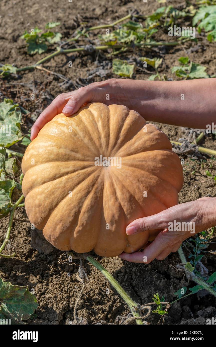 Female hands grab a large, round pumpkin, grown from a plant in very dry soil Stock Photo