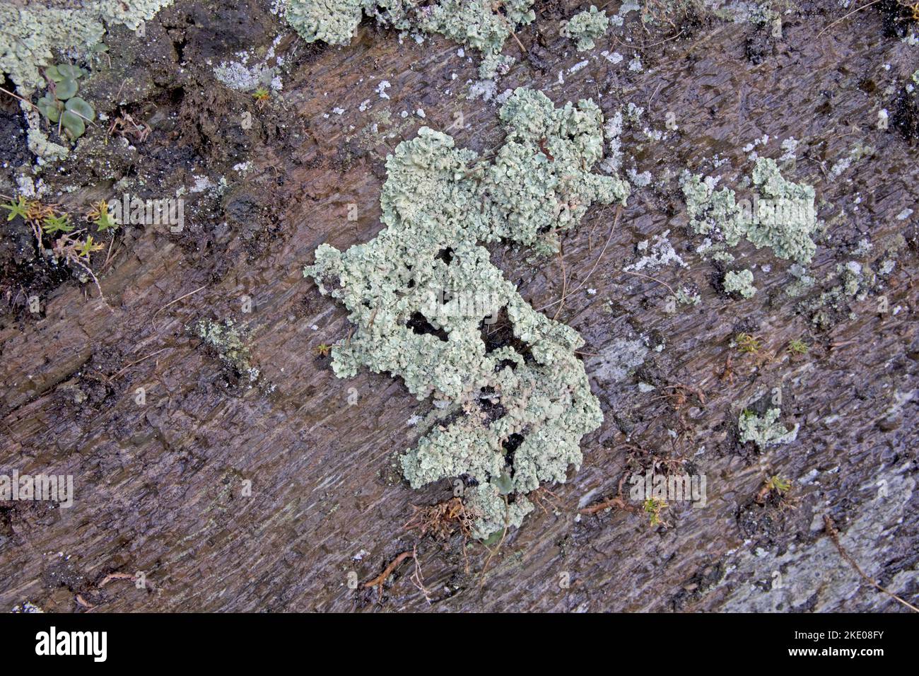 Foliaceous lichens are organisms where algae and fungi llive together ...