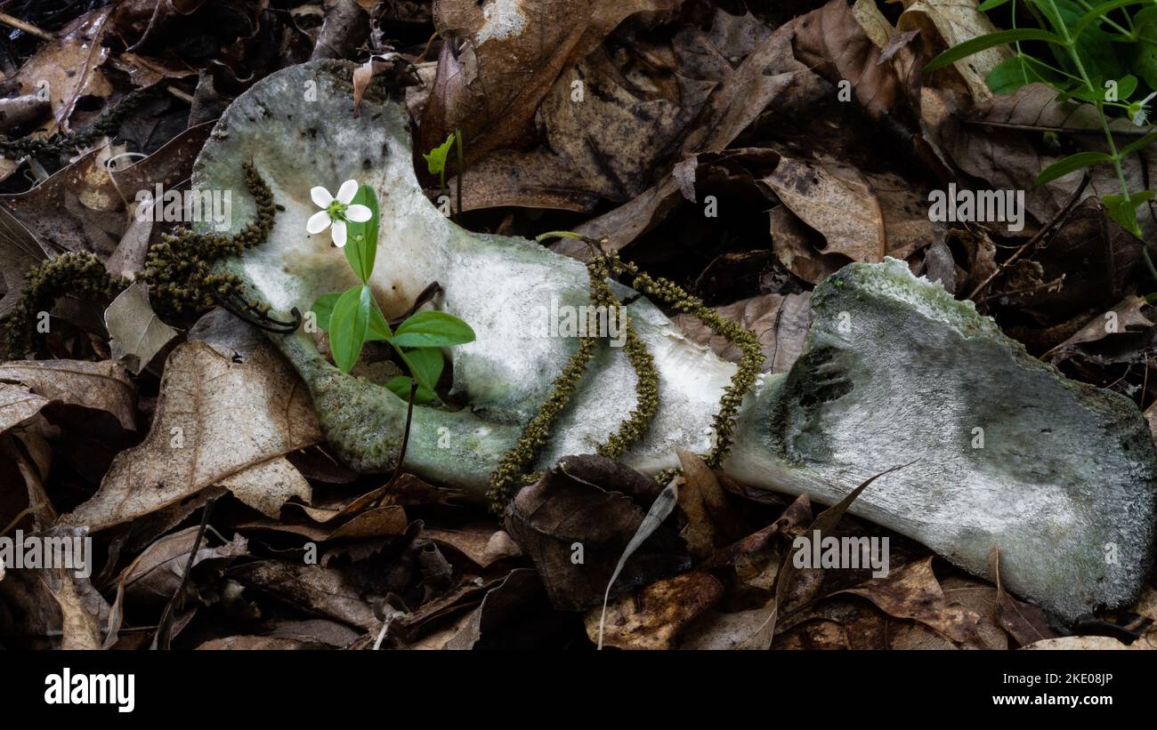 A closeup of deer bone with growing flower in forest Stock Photo