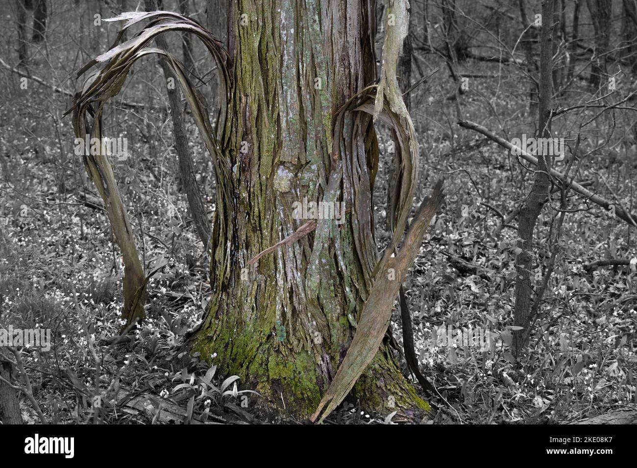 A closeup of Carya ovata tree bark Stock Photo